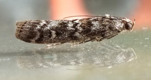 Dioryctria abietella b.jpg