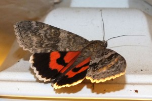 Catocala elocata c.jpg