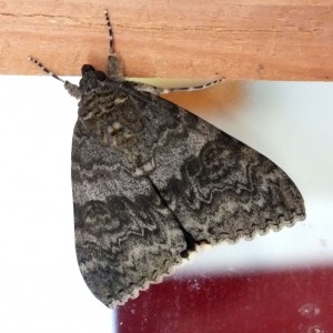 Catocala elocata a.jpg