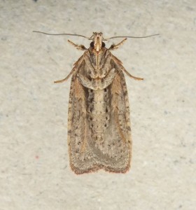 Agonopterix scopariella b.jpg