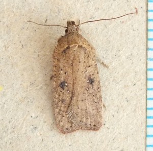 Agonopterix scopariella a.jpg