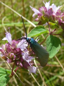 Jordanita globulariae 1886 Mont Cindré 24 07 2016 021 reduced.JPG