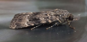 Amphipyra berbera c.jpg