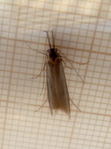 Pleurota aristella 1234 CurisauMontdOr 02 08 2016 160r.JPG