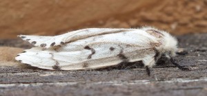 Acronicta leporina b.jpg