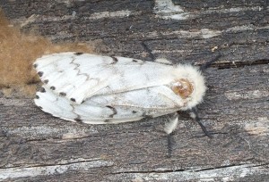 Acronicta leporina a.jpg