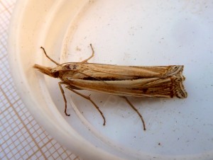 possible Ancylolmia tentaculella 3019 StJeandesVignes 07 08 2016 183 - reduced.JPG