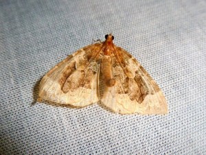 Thera obeliscata 335  Lissieu Bois Dieu 27 07 2016 068.JPG