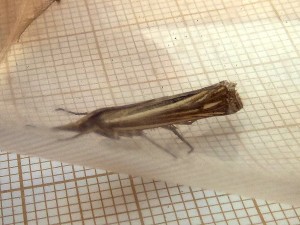 possible Ancylolmia tentaculella 3019 StJeandesVignes 07 08 2016 190 - Copie.JPG
