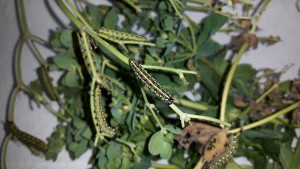 20160819_110602.jpg (226.77 Kio) Consulté 14185 fois 20160819_110602.jpg