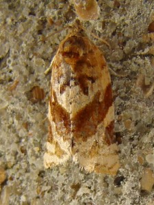 Argyrotaenia ljungiana.JPG