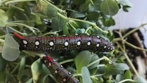 IMG_20160825_193715.jpg (231.58 Kio) Consulté 14161 fois IMG_20160825_193715.jpg