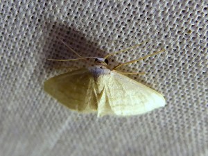 Lissieu Bois Dieu 21 08 2016 081 reduced.JPG