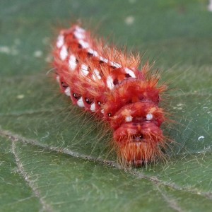 Viminia rumicis d.jpg