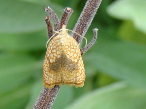 Acleris forsskaleana.JPG