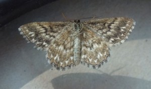 Scopula immorata b.jpg