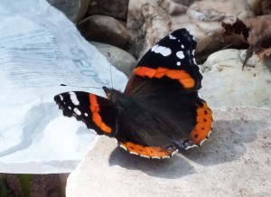 Vanessa atalanta b.jpg