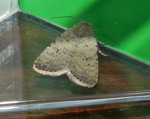 DSCN2203_Noctuidae.jpg