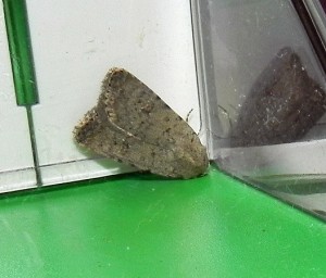 DSCN2205_Noctuidae.jpg