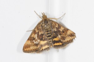 Pyrausta despicata-ppcDSC06534.jpg