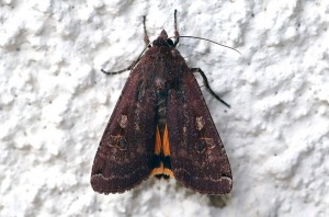 Noctua pronuba-1327.jpg