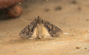 Thalpophila matura-4178.jpg