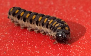 noctuelle c.jpg