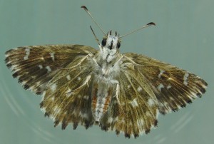 3264 Hesperidae, Carcharodus alceae, Hespérie  de la passe-rose, Grisette 2009.07.18 (8p%).JPG