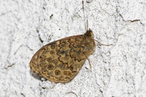 1  Lasiommata   Stenay  03-11-2016  23mm    .JPG