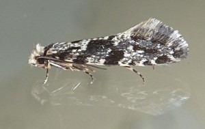 Tineidae - Nemapogon granella - 11-11-2016-redim800.JPG