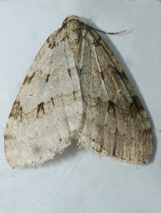 Geometridae - Epirrita christyi-redim800.JPG