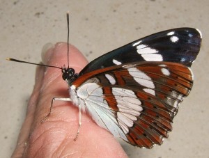3487 Nymphalidae, Limenitinae, Azuritis reducta, Sylvain azuré 2009.07.20 (26p%).JPG