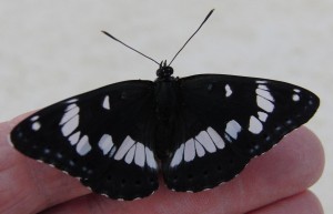 3487 Nymphalidae, Limenitinae, Azuritis reducta, Sylvain azuré 2009.07.20 (10p%).JPG
