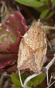 Tortricidae - Epiphyas postvittana - D - 24-07-2016-redim1024.JPG