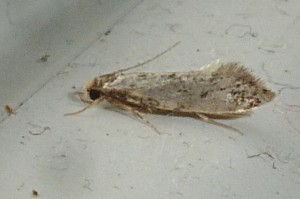 Tineidae - Tinea pellionella - 09-06-2016.JPG