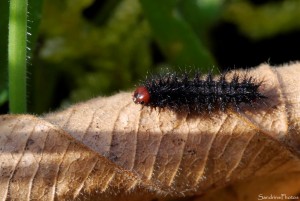 Chenilles de Mélitée du Plantain, Jardin, le Verger, Bouresse 86 (42).jpg