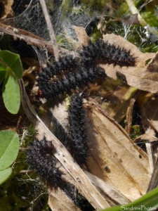 Chenilles de Mélitée du Plantain, Bouresse, le Verger 86 (3).jpg