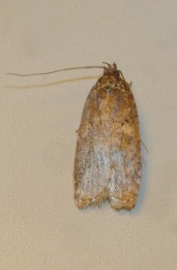 Agonopterix heracliana-redim800.JPG