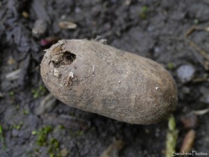 Cocon et chrysalide, cabane de jardin, le Verger, Bouresse 86 Sud-Vienne (2).jpg