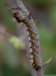 Chenille Bombyx du chêne, Lasiocampa quercus, Lasiocampidae, Jardin, le Verger, Bouresse 86.jpg