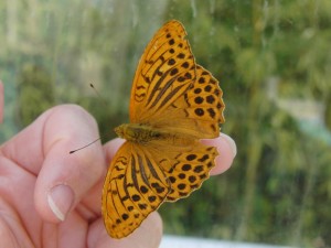 3466 Nymphalidae, Argynnis paphia, Tabac d'Espagne 2009.07.21 (8%).JPG