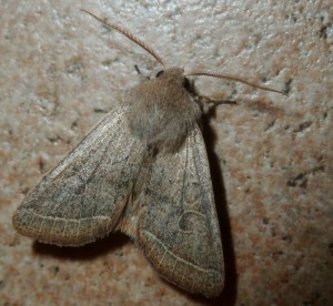 Noctuidae - 20-03-2017-redim800.JPG