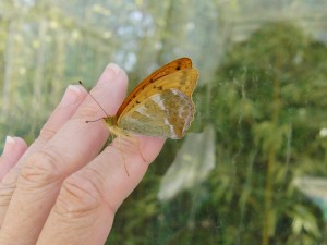 3466 Nymphalidae, Argynnis paphia, Tabac d'Espagne 2009.07.21 (9ù).JPG