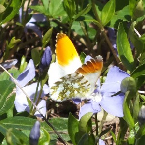 Anthocharis cardamines_b.jpg