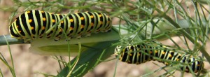 chenille 3298 Papilionidae, Papilio machaon, Machaon 2009.07.21 (5p%).JPG