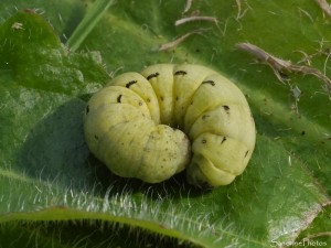 Grosse chenille jaune vert cachée sous l'herbe, jardin, le Verger, Bouresse 86 (Sud-Vienne) (1).jpg