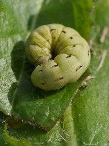 Grosse chenille jaune vert cachée sous l'herbe, jardin, le Verger, Bouresse 86 (Sud-Vienne).jpg