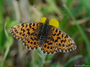 Papillon de jour, jardin, le Verger, Bouresse 86.jpg