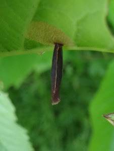 27 04 2017 Chasselay JESC 015.JPG