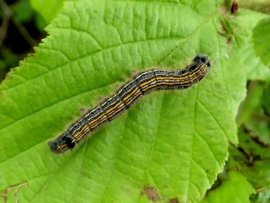 0032 Malacosoma neustria 08 05 2017 PoleymieuxFontGrimaud JESC 050 (22).JPG